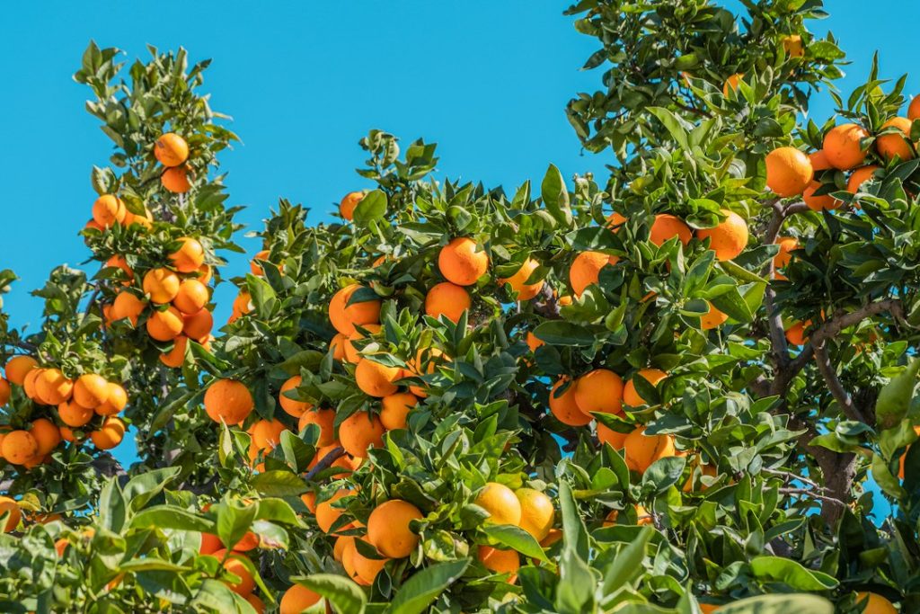 Biologische mini fruitbomen: wat zijn het en wat moet je weten voor je er een koopt?
