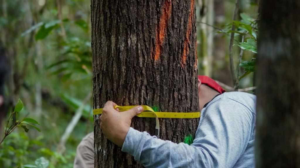 Lijmband voor fruitbomen: zo gebruik je het correct