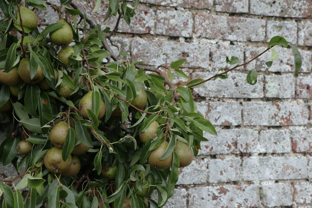 Perenboom stekken: zo doe je het stap voor stap