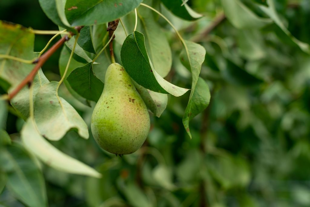Perenboom met zwarte bladeren: oorzaken en wat je eraan doet